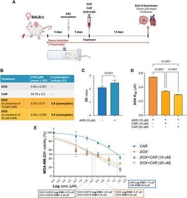 Harnessing adrenergic blockade in stress-promoted TNBC in vitro and solid tumor in vivo: disrupting HIF-1α and GSK-3β/β-catenin driven resistance to doxorubicin